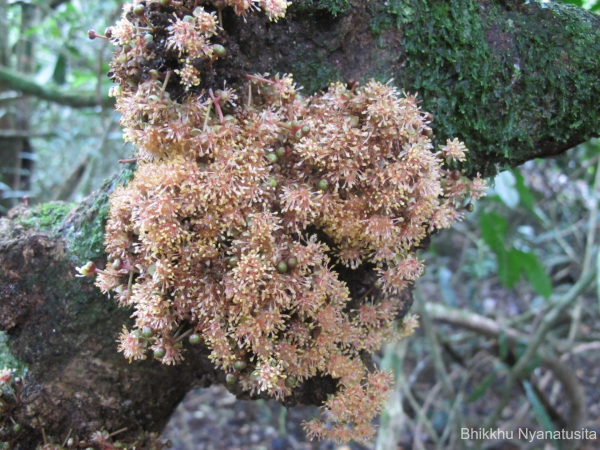 Litsea ligustrina (Nees) Fern.- Vill